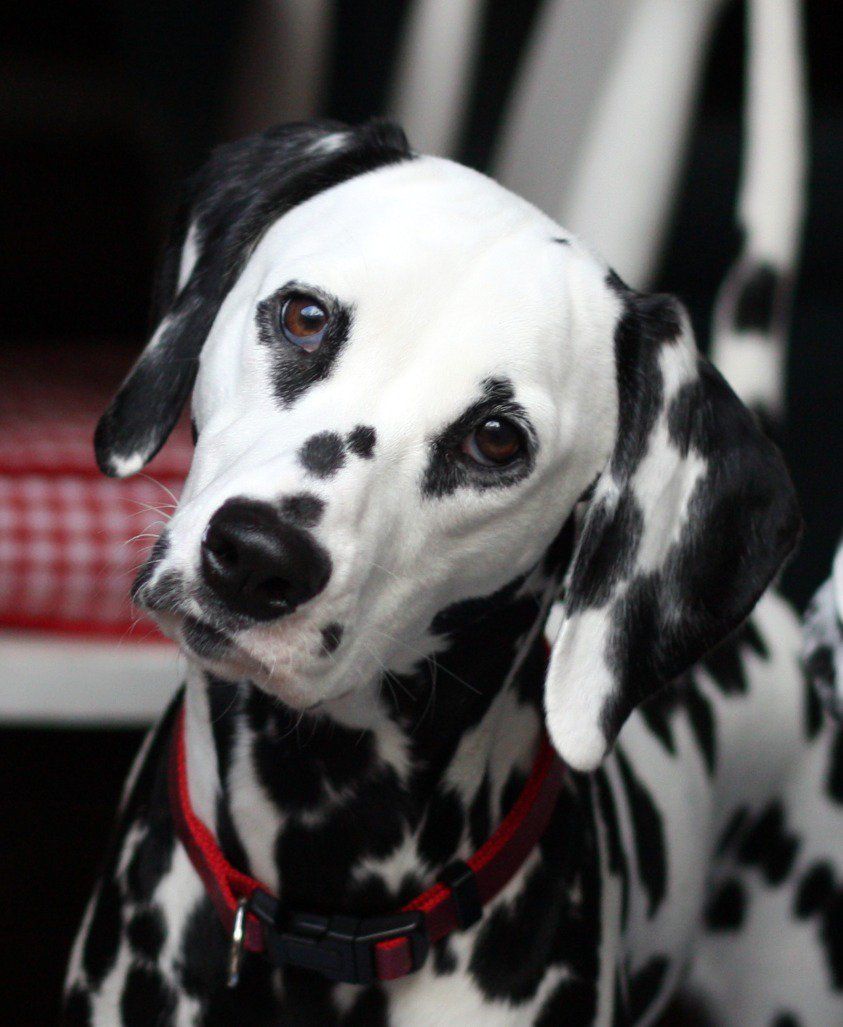 A picture of a spotty dalmation